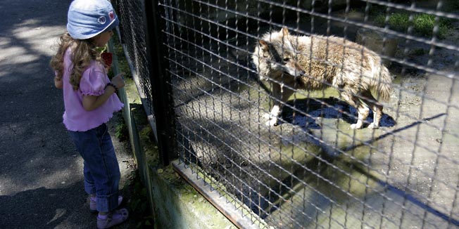 Osijek, 060610.Osmogodisnju djevojcicu, koja je bila s mamom i starijim bratom u posjeti osjeckom ZOO vrtu, ugrizao vuk. Djevojcicu je vuk ugrizao za kaziprst dok je dirala zastitnu ogradu. U osjeckoj bolnici su ozlijede okarakterizirane kao lakse a ozlijedjena djevojcica je pustena kuci. Na fotografiji: za ilustraciju: neka druga djevojcica ispred vucjeg kaveza u osjeckom ZOO-u.Foto: Vlado Kos / CROPIX