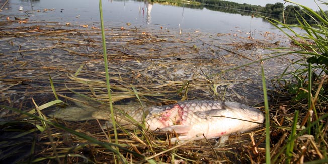 Vukovar, 150610.Ribocuvare uznemirila situacija rijeke Vuke na potezu od Nustra do Vukovara, Vuka ostala bez kisika, riba 