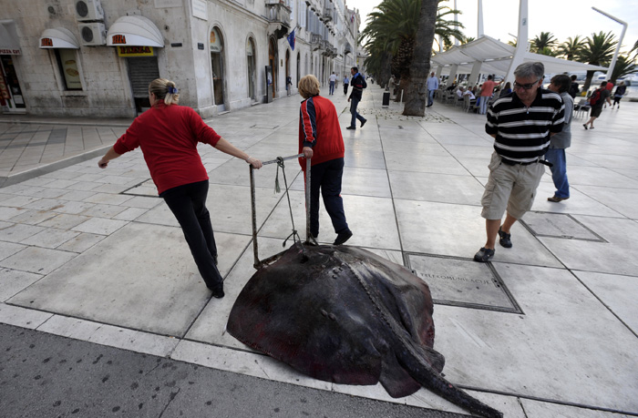 Split,  061009.Morskog goluba od 100 kg jucer je uhvatila u mrezu kocarica Mareta (vlasnika Karla Mlikote) u Lastovskom kanalu. Golub je dotegljen preko Rive i Marmontove ulice do ribarnice gdje ce biti na prodaju po cijeni od tridesetak kuna po kilogramu.Foto: Nikola Vilic / CROPIX