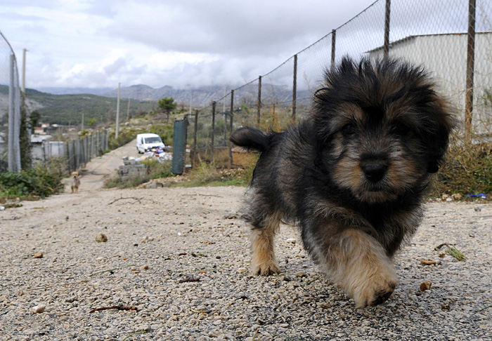 Dubrovnik, 071109.Utociste za pse na Zarkovici- dio Srdja iznad Dubrovnika. Na predstojecoj raspravi na Gradskom vijecu Dubrovnika, koje ce u srijedu, raspravljati ce se o mogucem uvodjenja eutanazije za napustene zivotinje iz sklonista na Zarkovici koje ne budu udomljene u roku od 60. Na Zarkovici volonteri Drustva za zastitu zivotinja Dubrovnik trenutracno brinu o 259 pasa, 60 macaka i 2 galeba.Foto: Admir Buljubasic / CROPIX