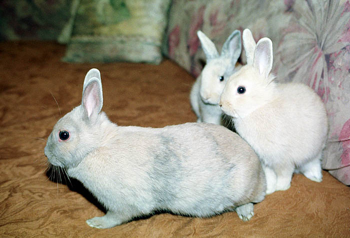 zagreb 030401zecevifoto kristina fazinic-rev-