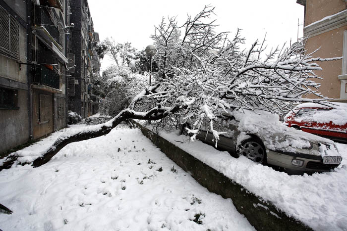 Pula,191209.Najmanji i oni malo veci puljani snijeg su docekali sa veseljem tako da se po cijelom gradu grudalo i bordalo a snjegovici su nicali kao gljive poslje kise. No za one malo vece Puljane ovaj snijeg donio je probleme naime stabla u prakovima i vrtovima pucala su od tezine snijega tako da je puno automobila pretrpjelo veliku matrijalnu stetu a i za samu voznju skliskim ulicama bili su potrebni lanci . Pod tezinom snijega stablo je palo  na uredno parkiran auto.Foto: Srecko Niketic / CROPIX