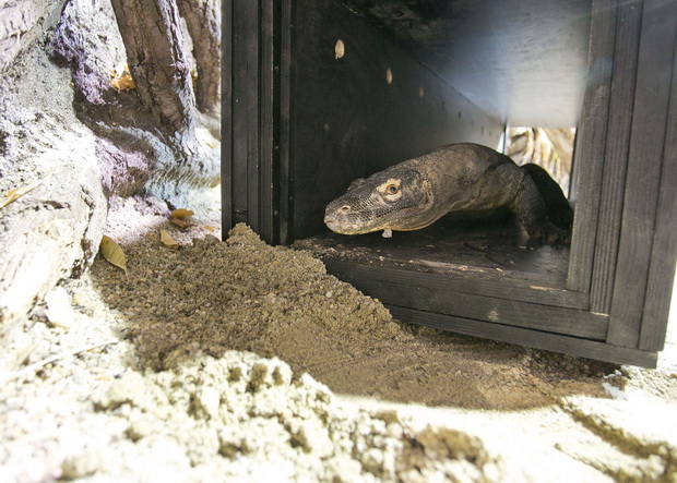 Komodski varan_1