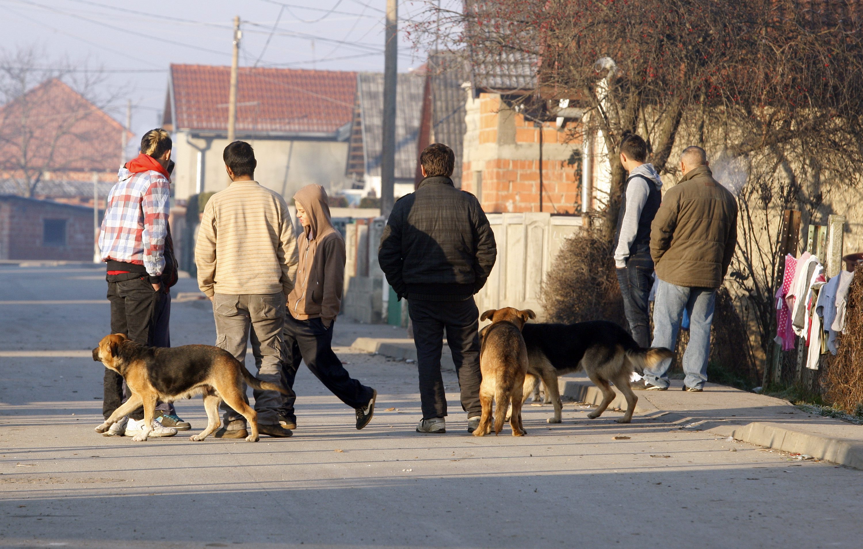 Cakovec, 111215.
Prica o problemu pasa u romskim naseljima u Medjimurju.
Na fotografiji: romsko naselje u Pribislavcu.
Foto: Zeljko Hajdinjak / CROPIX