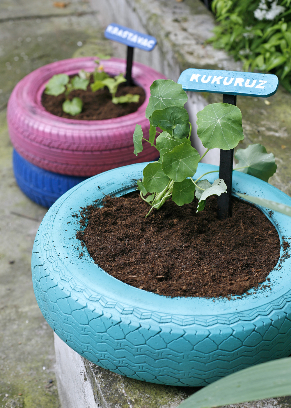 zagreb-29-04-2014-sadjenje-biljaka-u-lakirane-automobilske-gume-5_1.bin