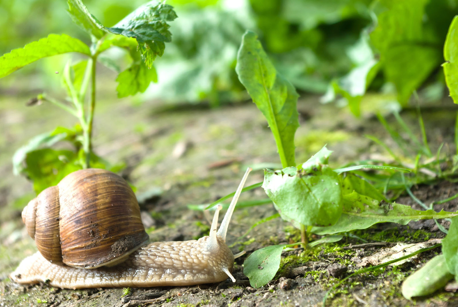 vrt_travnjak_3-stupca.bin