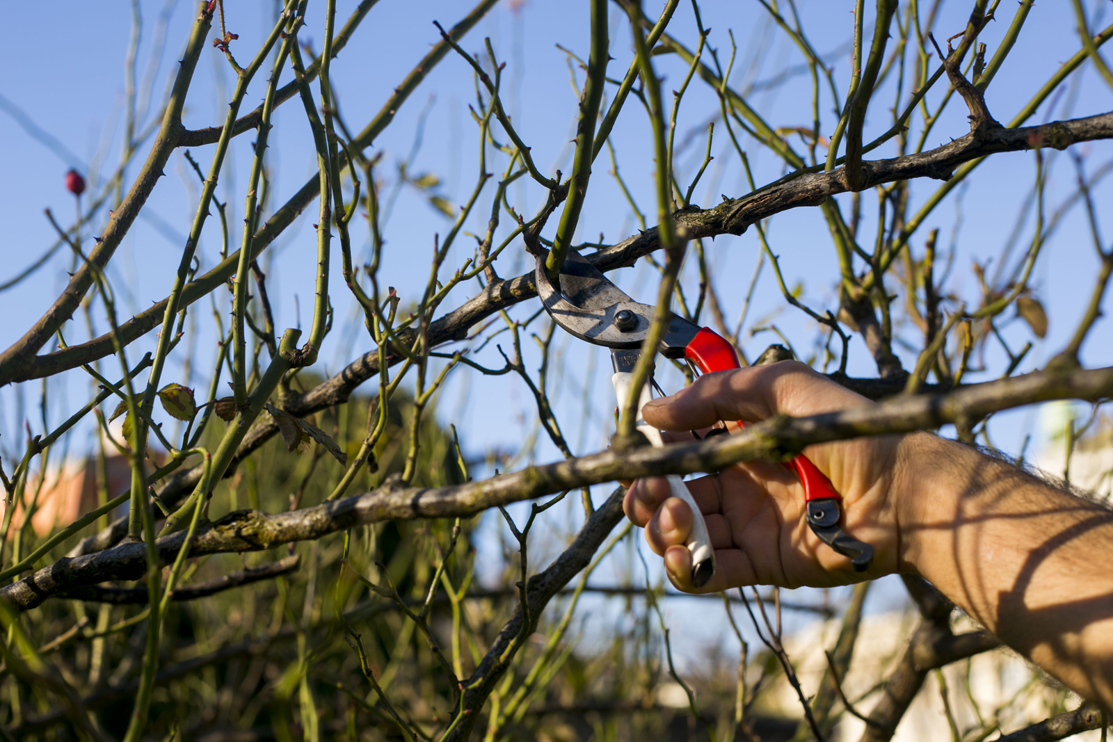 zagreb-19-12-2014-vrtlarski-savjeti-vrtlara-hrvoja-kovacha.bin