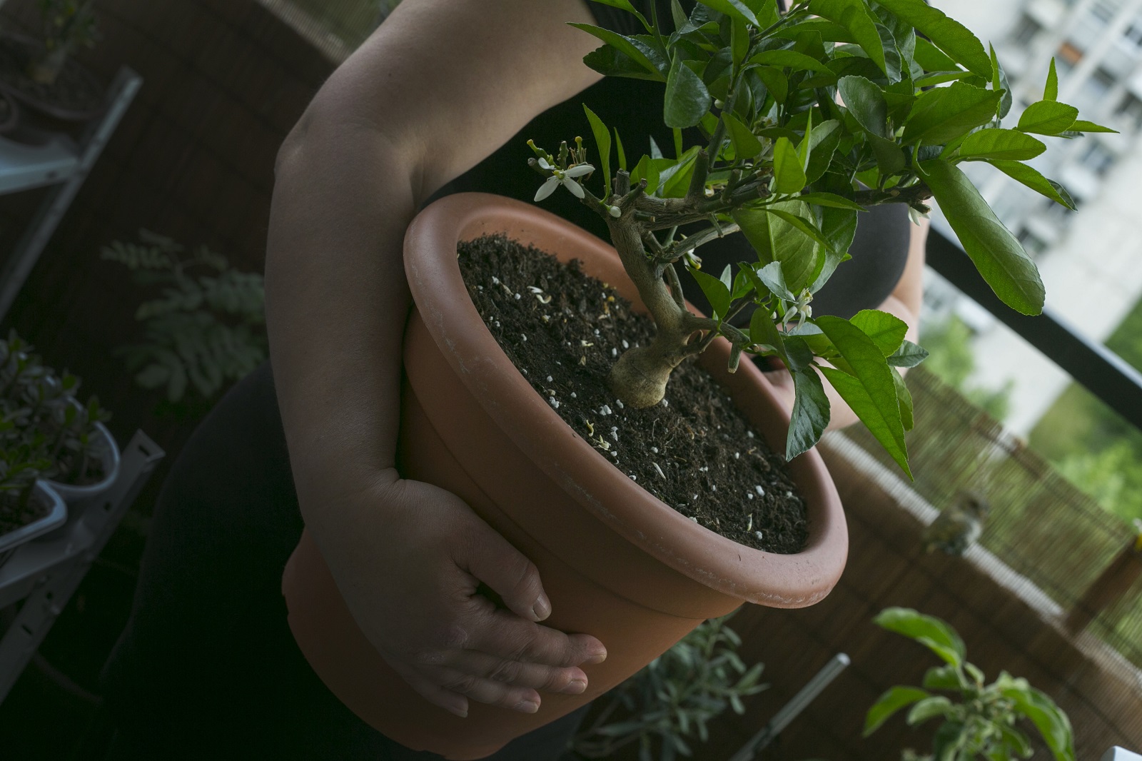 zagreb-12-05-2015-mali-balkon-u-sigetu-obitelji-pavlovic-18_1.bin