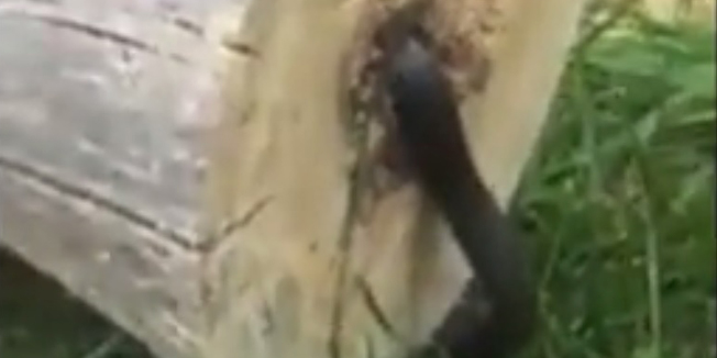 Nepoznati gmaz izmigoljio je iz presječenog debla