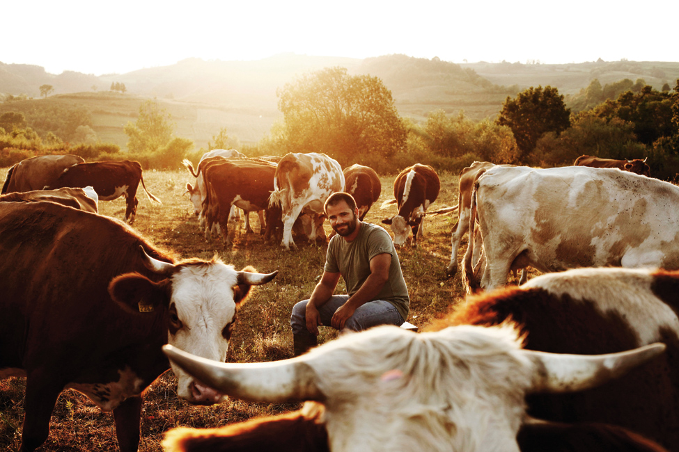 dodosi-banija-31082011vedran-sekulic-sa-kravamafotocopyrighy-mario-kucera-2.bin