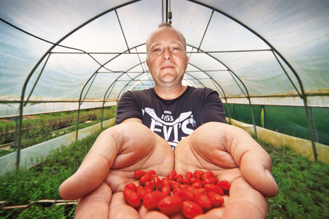 elvir-goji-bobice-3.bin