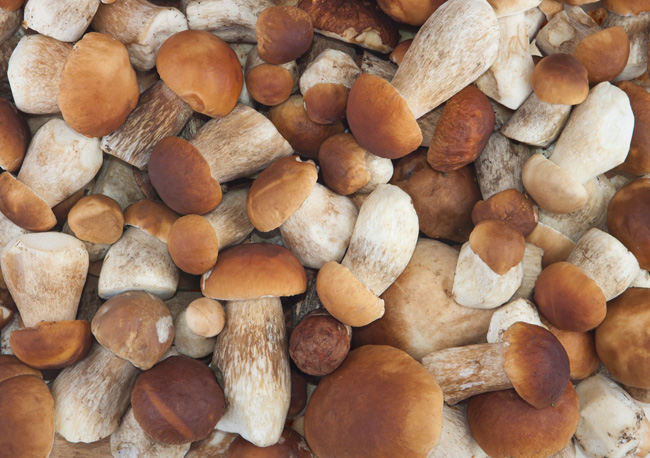 vrganj-namirnica.bin