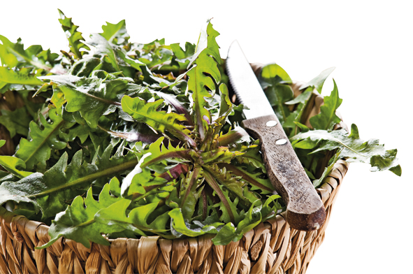 shutterstock_50036125.bin