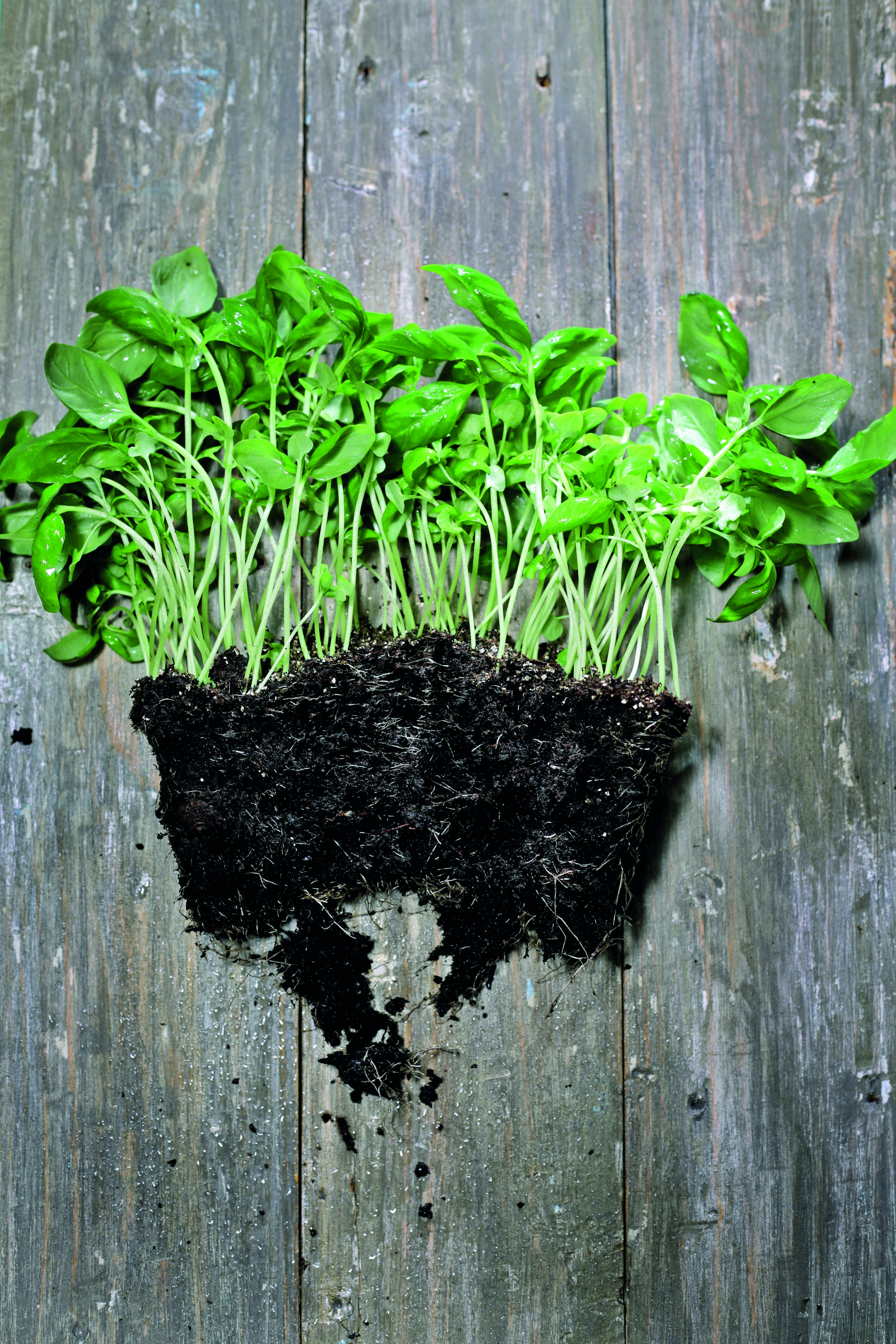 Naziva se kraljevskom biljkom (grč. Basileus = kraljevski). Ima nježne ovalne listove čiji vam vrlo intenzivan miris ostaje na prstima čim ga malo dodirnete. Postoji oko 60 vrsta bosiljka i sve se razlikuju izgledom i okusom, a neki i mirisom, primjerice bosiljak s cimetom ili limunom. Neizostavan je u raznim salatama, a najpoznatiji u Caprese salati s mozzarellom i rajčicama. No, nećete pogriješiti ni ako ga kombinirate u bilo kojoj drugoj, a nekoliko listića bosiljka podignut će i najobičniju zelenu salatu. Sastavni je dio brojnih umaka za tjestenine i pizza te osnovni sastojak zelenog pesta poznatog kao pesto genovese (bosiljak, pinjoli ili bademi, maslinovo ulje, parmezan, sve izrađeno u mužaru ili blenderu). Sjajno se slaže s plodovima mora i ribom, ali i mesom, pogotovo piletinom i puretinom. Kod kuće ga držite u tegli na balkonu jer voli osunčana mjesta zaštićena od vjetra.
Zalijevajte ga redovito, češće nego ostale biljke, jer zemlja mora biti vlažna, a dobro mu je povremeno poprskati listove. 