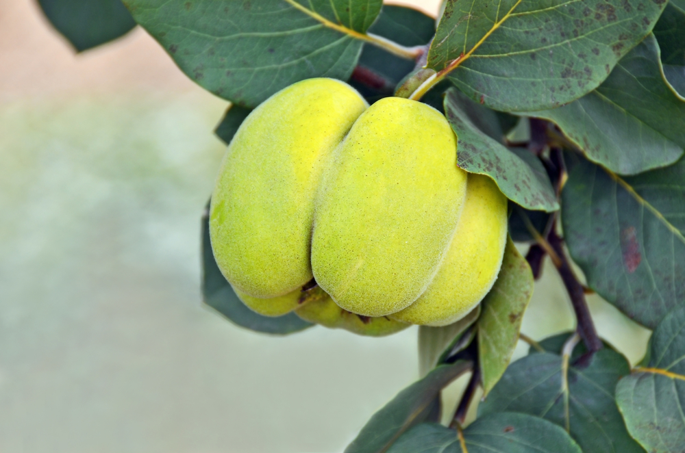 shutterstock_115074484.bin