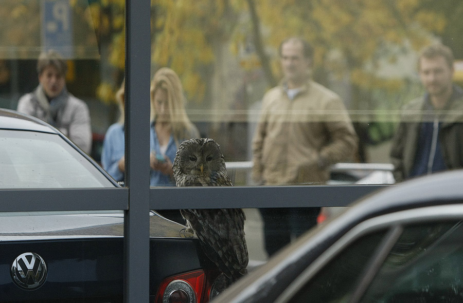 Zagreb, 091015.Koranska 2.U prozor zgrade EPH udarila je sova, koja je nakon dvadesetak minuta soka prikupila snagu i nastavila svoj bijeg od jata vrana.Na fotografiji: sova.Foto: Ronald Gorsic / CROPIX