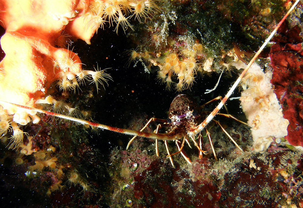 Sjeverni jadran, 111015. Podvodne fotografije morskih rakova.Deseteronosci su siroka skupina rakova koja obuhvaca sve najpoznatije jadranske vrste. U Jadranu zivi  oko 1500 vrsta rakova. Vecina ovih rakova su mali i nemaju gospodarski znacaj. Veci rakovi, kojih je oko 220 vrsta, imaju vrlo ukusno meso i potraznja za njima je velika. Zbog toga su intenzivno lovljeni pa su se njihove populacije u Jadranu zabrinjavajuce smanjile. Za pojednine vrste (rakovica, jastog, hlap, kuka) ribolov je dopusten iskljucivo profesionalnim ribarima u odredj?enom razdoblju godine.Na fotografiji: Jastog, palinurus elephas, naraste do pola metra i tezine pet kilograma.Foto: Srdjan Vrancic / CROPIX 