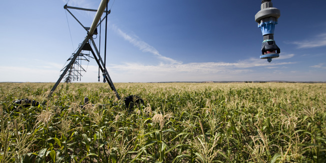 Knezevi Vinogradi, 300812.Zbog ekstremne suse u Hrvatskoj stete u poljoprivredi se procjenjuju na cak 200 milijuna kuna te se za rujan predvidja poskupljene hrane.Dugotrajne visoke temperature,nedostatak oborina i nerazvijen sustav navodnjavanja poljoprivrednih povrsina u Slavoniji i Baranji nanijele su veliku stetu svim poljoprivrednim kulturama a najvise kukuruzu zbog cega ce poskupjeti stocna hrana.Velike stete pretrpjeli su i soja, secerna repa i suncokret.Na fotografiji:Sustav za navodnjavanje polja u Baranji,sustav je trenutno namjesten za navodnjavanje polja kukuruza kokicara.Foto: Vlado Kos / Cropix