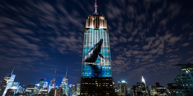 A humpback whale breaches on the side of the Empire State Building as projected in ÂRacing Extinction.Â