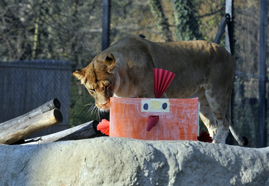 Zagreb, 271215.Stanovnicima Zooloskog vrta grada Zagreba Djed Mraz je urucio poklone koje su djeca, pod strucnim vodstvom edukatora, pripremila u ZOO radionici. Zivotinje su dobile svoju omiljenu hranu u paketima s porukame djece te omastile brk i polizale sape.Na fotografiji: lavovi s poklonom.Foto: Bruno Konjevic / CROPIX