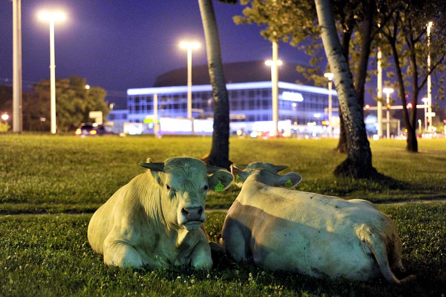 Zagreb, 020715.Ministarstvo poljoprivrede.Nezadovoljni poljoprivrednici obitelj Markic iz Durdanca od Djakova, u znak prosvjeda doveo je pet bikova na livadu iza Ministarstva poljoprivrede, te ih ogradio sigurnosnom ogradom pod naponom kako ne bi pobjegli.Na fotografiji: bikovi iza Ministarstva poljoprivrede.Foto: Boris Kovacev / CROPIX