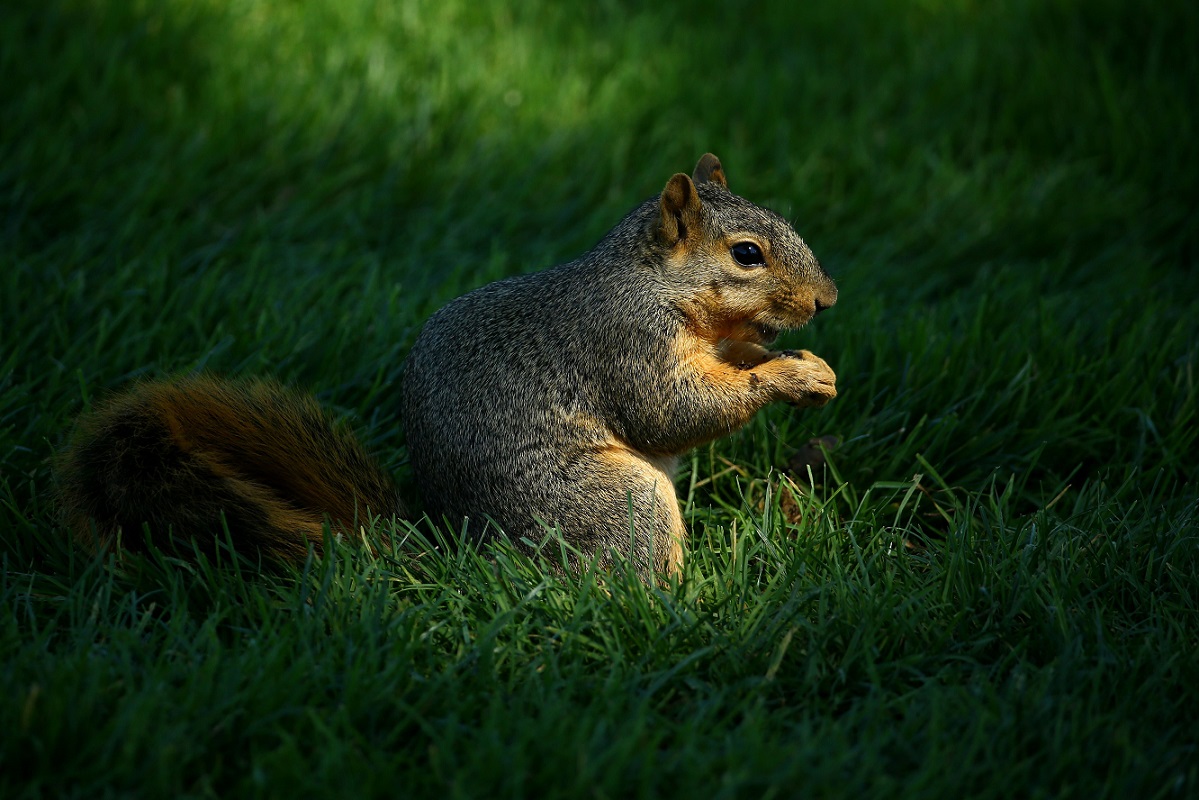 AKRON, OH - AUGUST 04: A squirrel nibbles a nut during a practice round for the World Golf Championship - Bridgestone Invitational at Firestone Coutry Club on August 4, 2015 in Akron, Ohio.   Richard Heathcote/Getty Images/AFP== FOR NEWSPAPERS, INTERNET, TELCOS & TELEVISION USE ONLY ==