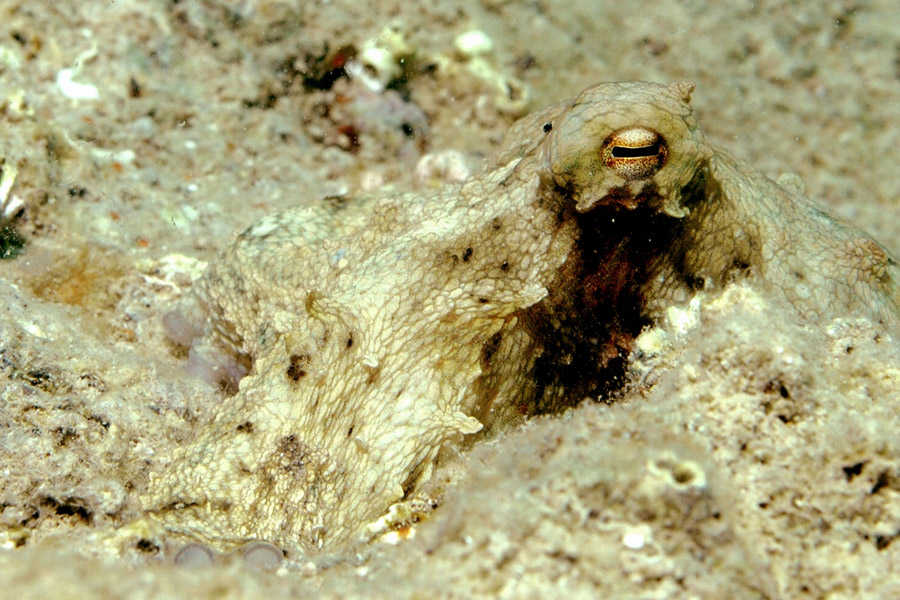 Sjeverni jadran, 020915. Kvarner.Ronjenje u jadranskom podmorju na Kvarneru. Hobotnice u svom prirodnom stanistu.Foto: Srdjan Vrancic / CROPIX