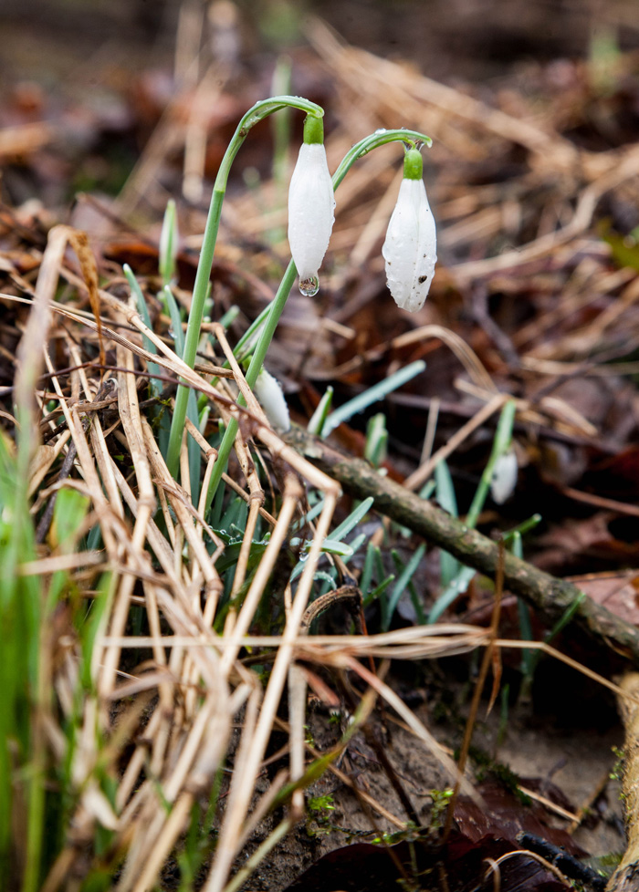 Grobnik, 220115.U sumi u rijeckom zaledju procvjetale su prve ovogodisnje visibabe. Prema vremenskoj prognozi, vjesnike proljeca za desetak dana mogao bi prekriti gust snijeg.Na fotografiji: jaglaci.Foto: Tea Cimas / CROPIX
