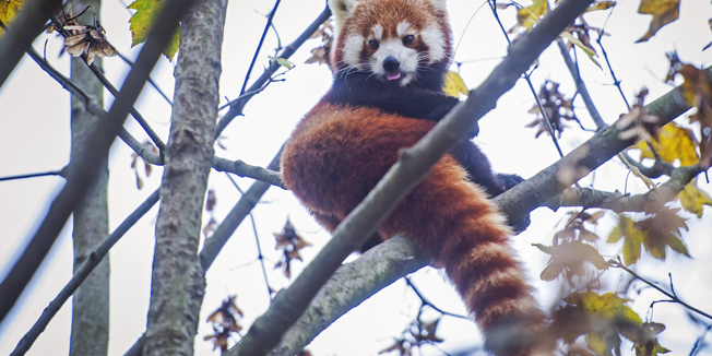 Zagreb, 091114.U Zooloskom vrtu grada Zagreba obiljezen je dan crvenih pandi. Ove se godine Dan crvenih panda u svijetu obiljezava peti put. Danasnji program obiljezavao se pod motom Zacrvenite se za crvene pande! i svi koji su dosli obuceni u crveno pozvani su za zajednicko fotografiranje.Na fotografiji: Dvogodisnji Zvonko koj upravo ocekuje druzicu  crvenu pandu Maju koja ce stici iz Dortmunda.Foto: Neja Markicevic / CROPIX