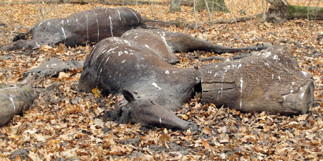 Sisak, 081110.Oko 80 strvina konja i 20 strivna goveda pronadjeno je u sumi 15-ak kilometara od Siska, a uzrok smrti zivotinja je utapljanje. Konji i goveda su se utopili u vrijeme velikih poplava u rujnu, jer stanovnici posavskih sela Palanjka, Tisine, Setusa i drugih nisu na vrijeme uspjeli skloniti konje i krave koji su na slobdnoj ispasi u Lonjskom polju i  okolnim sumama. Predsjednik MO odbora Palanjak Ivan Blaskovic zatrazio je pomoc drzave u uklanjanju ovih lesina. Uklanjanje ce poceti u utorak, 9. studenoga. Foto: Mate Piskor / CROPIX                              