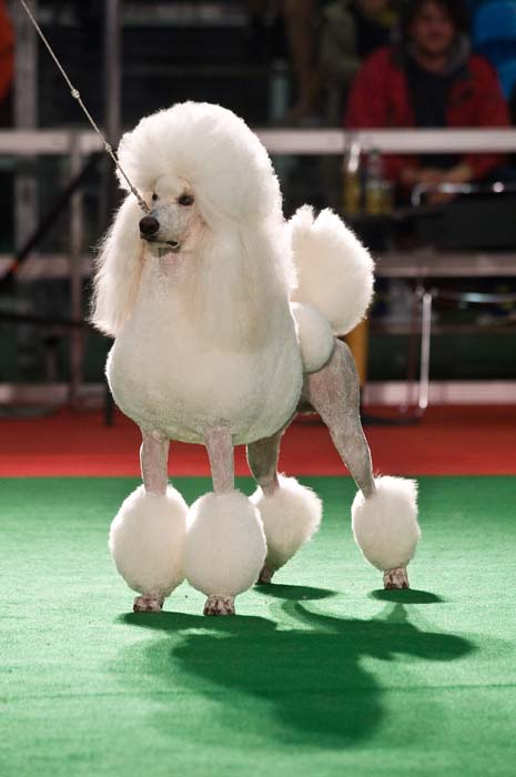 Zagreb, 221114.Avenija Dubrovnik.Medjunarodna izlozba pasa, CACIB 2014 odrzava se od 21. do 23. studenog na Zagrebackom velesajmu.Foto: Darko Tomas / CROPIX