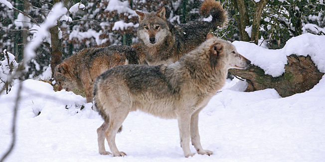 Zagreb, 110210.Iako je zima i sve je pod snijeznim pokrivacem u Zooloskom vrtu nikad nije dosadno. Timaritelji su tako od nedavno poceli trenirati zivotinje da im dolaze na poziv i izvrsavaju razlicite naredbe. Na slici: vukovi.  Foto: Neja Markicevic / CROPIX