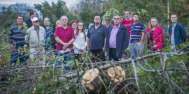 Zagreb, 161014.Stanari Slobostine bune se protiv rusenja stabala, koja su jutros radnici ispilili s gradske povrsine. Stanari tvrde da grad na toj livadi planira graditi i najavljuju da ce se boriti protiv toga.Foto: Neja Markicevic / CROPIX
