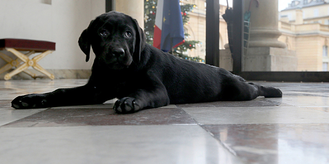 A handout photo released on December 26, 2014 by the French Presidency shows French President Francois Hollande's new puppy Philae at the Elysee Palace in Paris. The 3 month-old puppy was offered to him by the French Veterans association of Montreal, whom the French President visited early November during a trip to Canada.   AFP PHOTO / PRESIDENCE DE LA REPUBLIQUE / CHRISTELLE ALIX= RESTRICTED TO EDITORIAL USE - MANDATORY CREDIT 