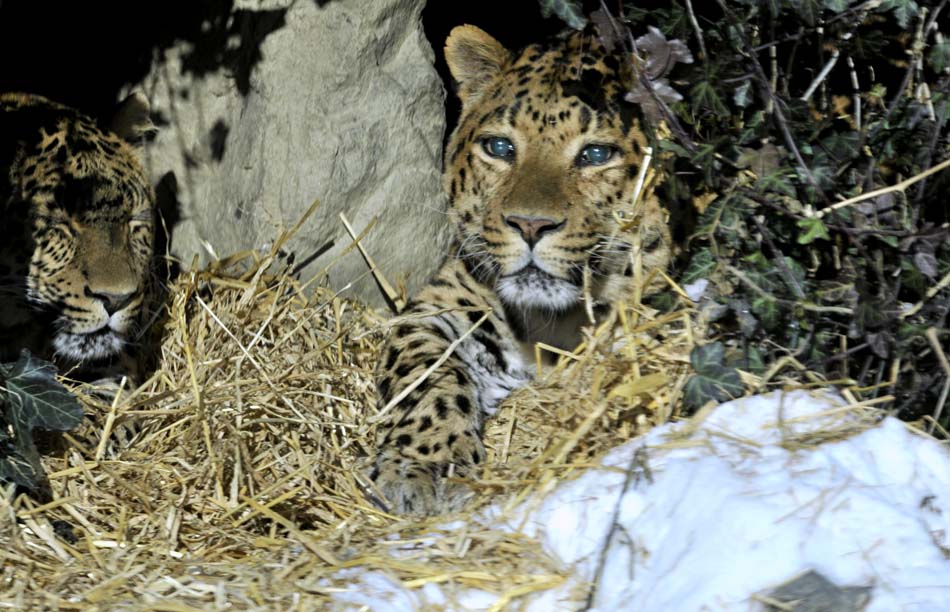 Zagreb, 301214.Zooloski vrt.Zima, snijeg i temperature ispod nule nagnale su dio zivotinja na hibernaciju u unutrasnjim nastambama, dok su one otpornije uzivale u snijegu.Na fotografiji: kineski leopard.Foto: Srdjan Vrancic / CROPIX