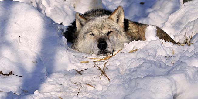 Zagreb, 301214.Zooloski vrt.Zima, snijeg i temperature ispod nule nagnale su dio zivotinja na hibernaciju u unutrasnjim nastambama, dok su one otpornije uzivale u snijegu.Na fotografiji: vuk.Foto: Srdjan Vrancic / CROPIX