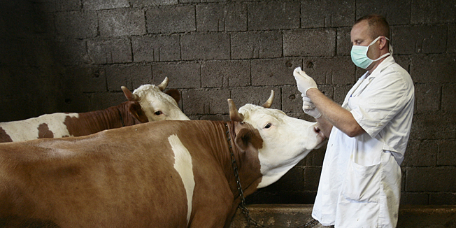 Livno selo, Komorani, 300810.Veterinari cjepe krave zbog pojave Antraksa u selu Komorani u opcini Livno. Na fotografiji: veterinari Zeljko Kelic i Boro Kristo cjepe krave na imanju Midhana Muftica.Foto: Vladimir Dugandzic / CROPIX           