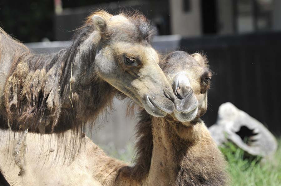 Zagreb, 070714. U organizaciji zooloskog vrta u Maksimiru i ove se godine odrzava Divlje ljeto. Edukativno zabavni sadrzaj za male istrazivace zivotinja odvija se u dvije smjene. Dok se zivotinje na razne nacine bore s visokim temperaturama, malisani uce korisna znanja i vjestine.Foto: Srdjan Vrancic / CROPIX