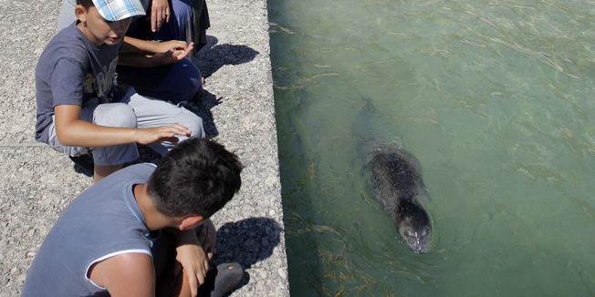 Pula, 080714. Sredozemna medvjedica ili kako ju ovdje ljudi nazivaju morski covik doplivala je na plazu Valkane. Rendzeri su odmah potegli traku te te upozorili kupace na njenu prisutnost. Spasioci paze da je netko ne bi uznemiravao a stavljena je i tabla sa fotografijama i upozorenjima na vise jezika. Foto: Goran Sebelic / CROPIX