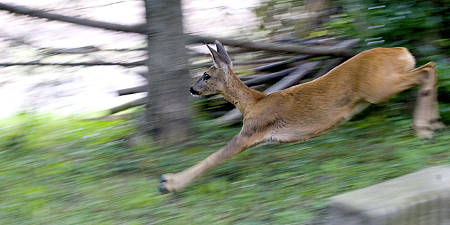 Zagreb, 210714.Dominika Mandica.Mlada srna neko vrijeme boravi na zemljistu u ulici Dominika Mandica u Vrapcu.Na fotografiji: srna u bijegu.Foto: Tomislav Kristo / CROPIX