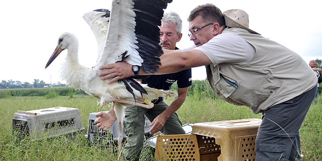 Sisak, 280714.Djelatnici i volonteri Zooloskog vrta grada Zagreba i djelatnici Parka prirode Lonsko polje, pustili su, u Cigosu, u prirodu pet mladih bijelih roda izlegnutih u ZOO vrtu Zagreb.Foto: Bruno Konjevic / CROPIX
