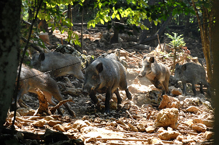   Sinac, 310708.    Problemi sa zvjerinjakom u lovistu ciji lovoovlastenici su lovci LD Ravna Gora. Na fotografiji divlje svinje u spornom gateru.     Foto: Mario Todoric / Cropix
