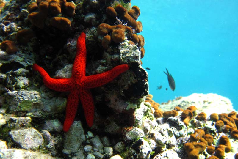 Komiza, 110814.Viski akvatorij.Na fotografiji: zvijezda crvena.Foto: Srdjan Vrancic / CROPIX