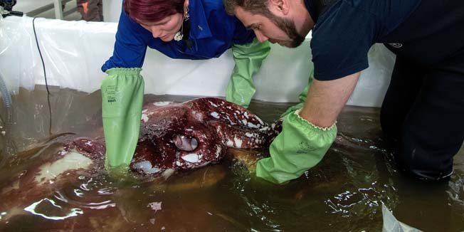 Kat Bolstad (L) of Auckland University works on a colossal squid with Aaron Evans of Otago University as it is defrosted at Te Papa labs in Wellington on September 16, 2014. The squid was caught by a fishing boat longline in the Antarctic over the summer and kept on ice until scientists worked to thaw it out to begin examining the specimen.   AFP PHOTO / MARTY MELVILLE
