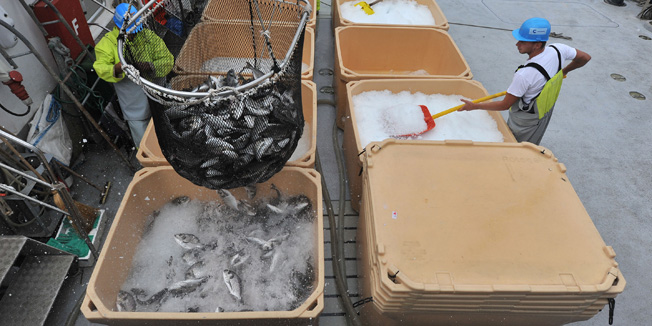 Zadar, 120913.Tvrtka Cromaris predstavila je danas svoje poslovanje i ulaganja te priredila obilazak uzgajalista bijele ribe te pogona za preradu ribe u Gazenici.Na fotografiji: izlov orade na uzgalaistu na Pasmanu.Foto: Luka Gerlanc / CROPIX