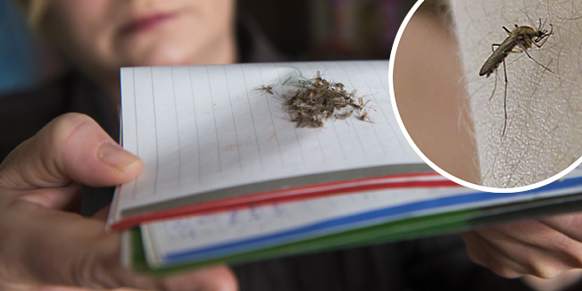 Split, 100414.Problemi s komarcima u stanu obitelji Lalic na splitskim Mejama.Na fotografiji: Blaga Lalic pokazuje ubijene komarce u zadnjih 24 sataFoto: Tom Dubravec / CROPIX
