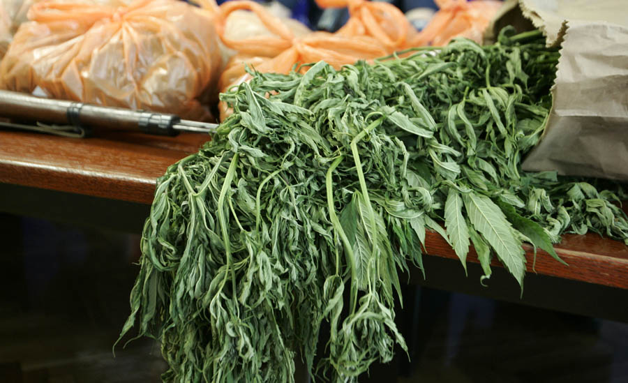 Split, 130613.U sjedistu PUSD odrzana je konferencija za medije na kojoj je predstavljena zapljena marihuane na podrucju Zaostroga. Zaplijenjeno je preko 400 stabljika u polju i preko 3 kilograma marihuane koja je pronadjena u kuci pocinitelja.Foto: Jakov Prkic / CROPIX