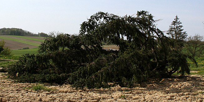 Rusevac, 030414. U selu Rusevac nedaleko Krizevaca smrtno je stradao petogodisnji djecak nakon sto je na njega palo stablo jele koje je ispred obiteljske kuce rusio njegov otac. Na fotografiji: drvo koje je usmrtilo djecka.Foto: Ivan Brkic / Glas Podravine / CROPIX