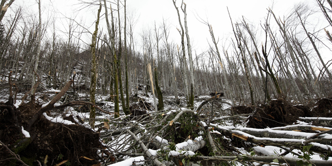 Cabar, 130214.Led koji je nedavno pogodio Gorski kotar nanio je veliku stetu sumama na podrucju grada Cabra.Na fotografiji: unistena suma na podrucju Gerova.Foto: Dragan Matic / CROPIX