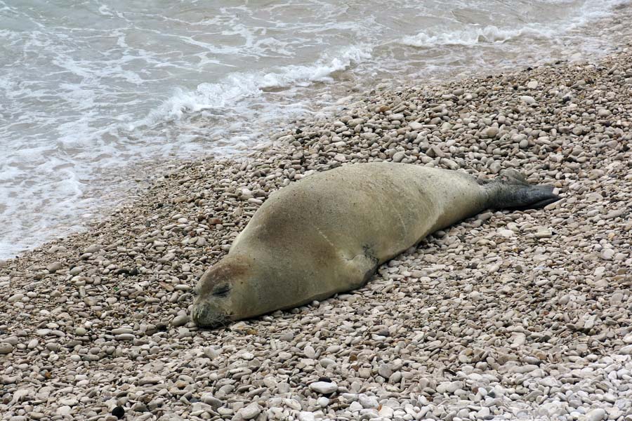 Pula, 130414.Sredozemna medvjedica nakon duzeg izbivanja ponovno se pojavila na pulskim plazama. Tako se danas ponovno izlezava na kamencicima u Gortanovoj uvali. Rendzer iz Natura Histrice ju cuva, a ljudi su se navikli na njeno prisustvo pazeci da ju ne uznemiravaju. Saborski zastupnik Pedja Grbin setajuci u drustvu nakratko je zastao, porazgovarao sa rendzerom te se fotografirao.Foto: Goran Sebelic / CROPIX                              
